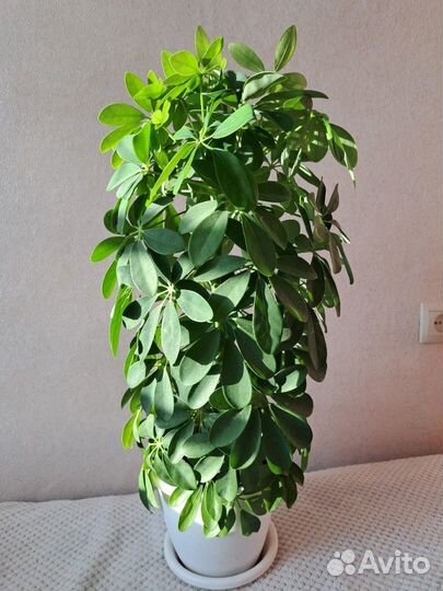 Комнатные цветы растения