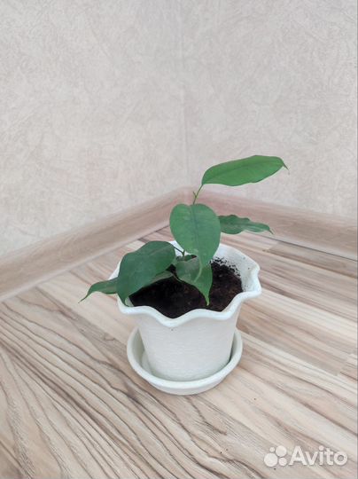 Фикус бенджамина