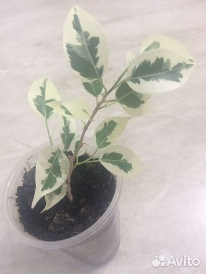 Фикусы: бенжамина вариегатный, каучуконосный