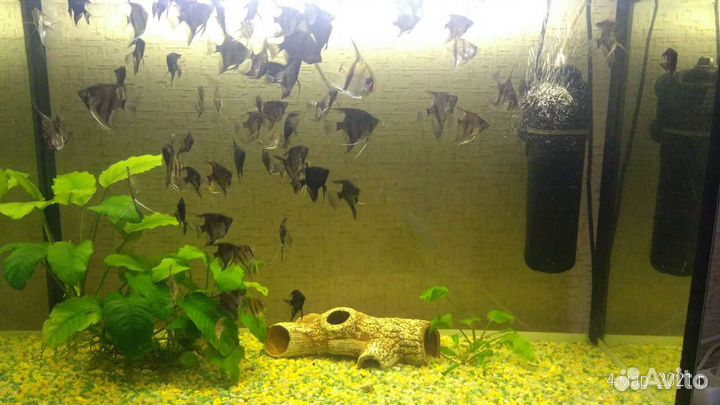 Аквариумные рыбки