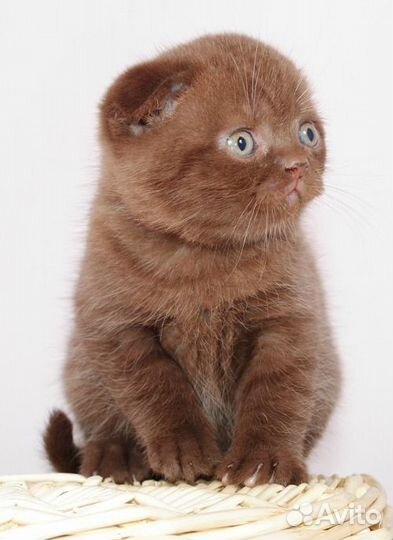 Вислоухая шоколадка