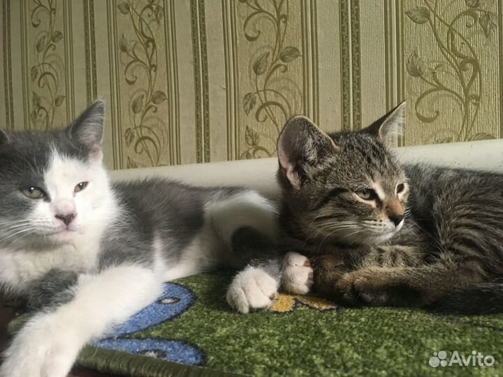 Котята в добрые руки бесплатно