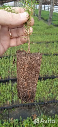 Сеянцы ели зкс и окс