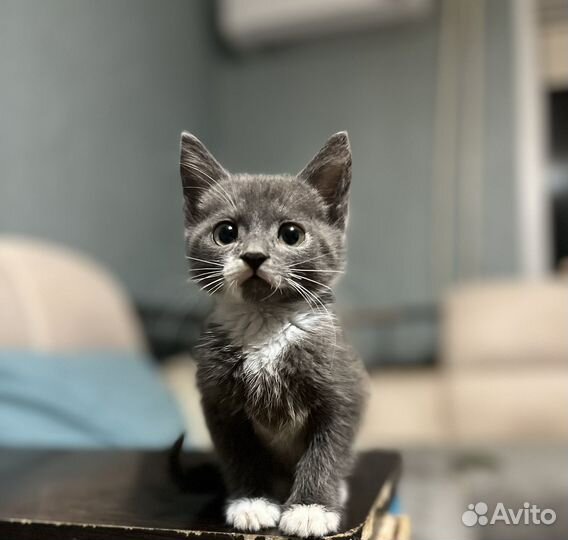 Котенок мальчик в добрые руки