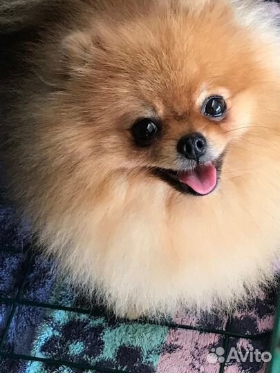 Щенки шпица