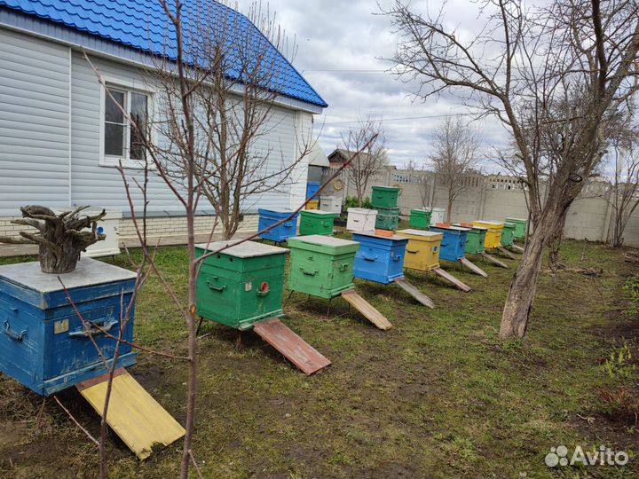 Улей с пчелами