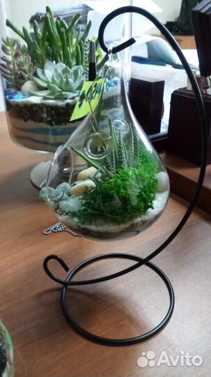 Флорариум сфера
