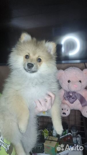 Померанский шпиц