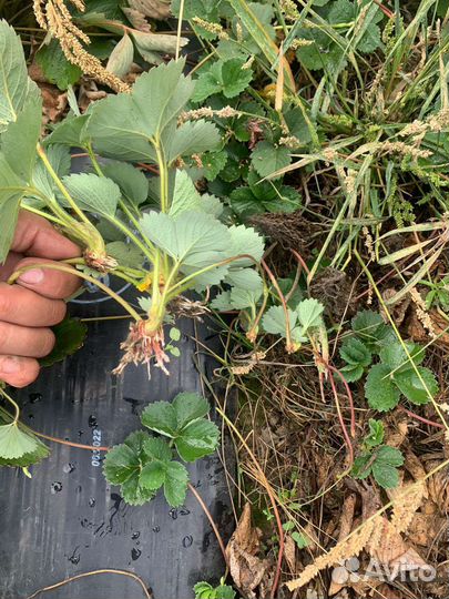 Рассада клубники сорт Априка(воздушка, кассетная)