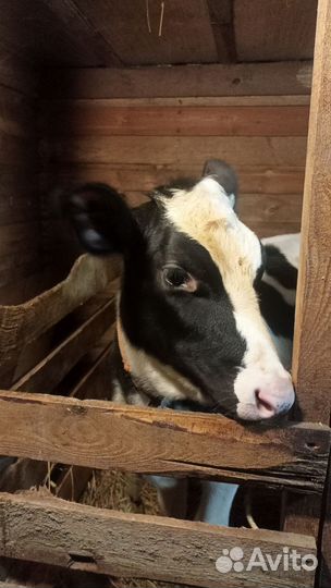 Телка на племя