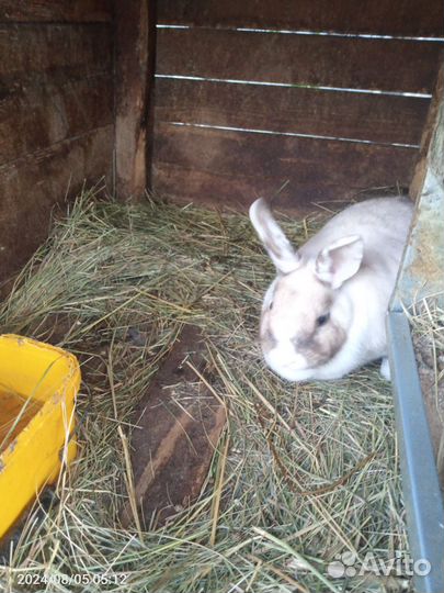 Декоративный кролик с клеткой