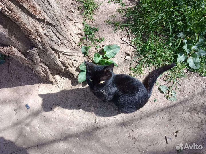 Кошка в дар