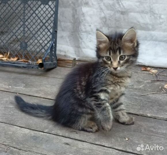 Котята