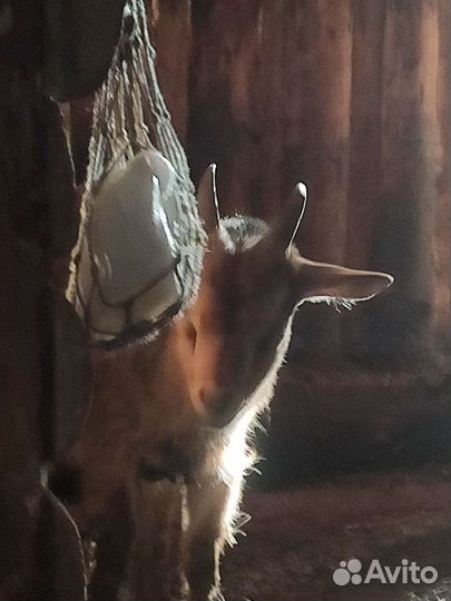 Козёл процентный нубоальп и козлёнок