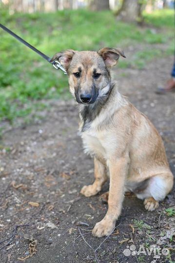 Красивые щенки метисы очень ждут им нужен дом