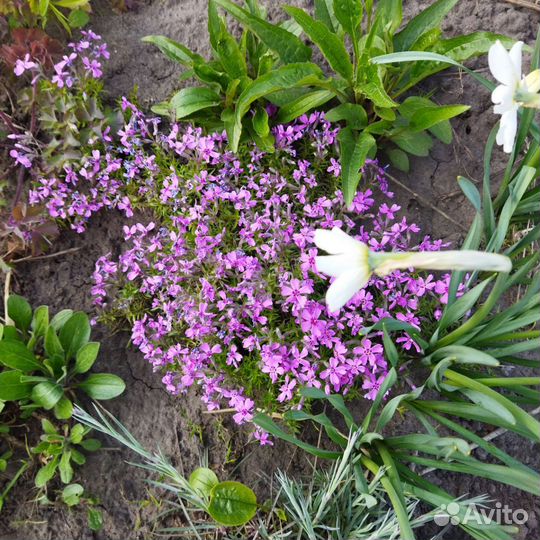 Рассада цветов