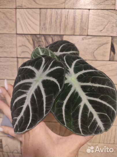 Алоказия ниндзя