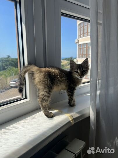 Котёнок в добрые руки