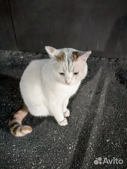 Котик