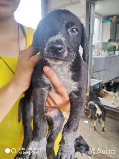 Много щенков из приюта ищут дом