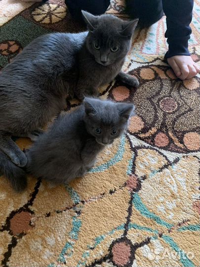 Котята короткошерстные