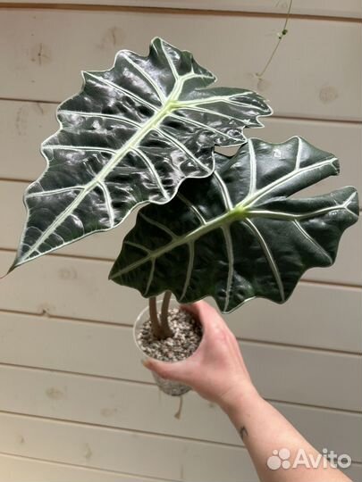 Аликазия Полли