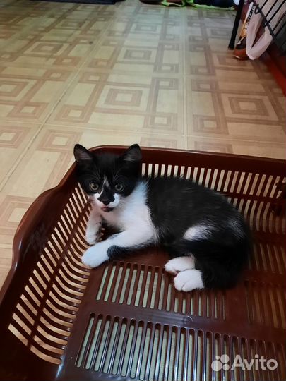 Котята в добрые руки бесплатно