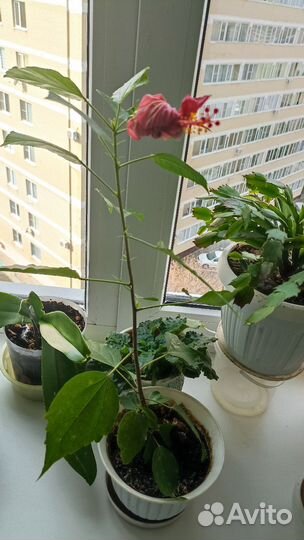 Гибискус китайская роза