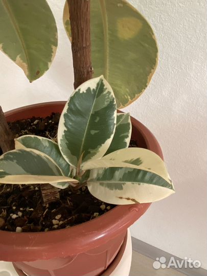 Фикус эластика тинеке