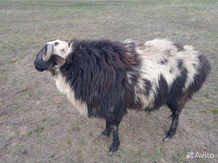 Баран, овца с ягнёнком, курдючные