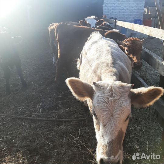 Бычки, тёлочки