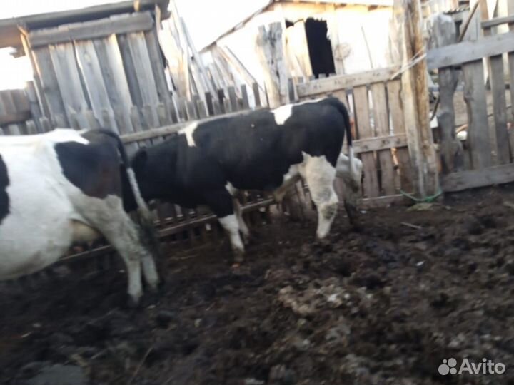 Бычки и быки