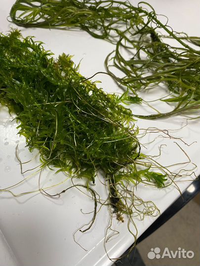 Аквариумные растения