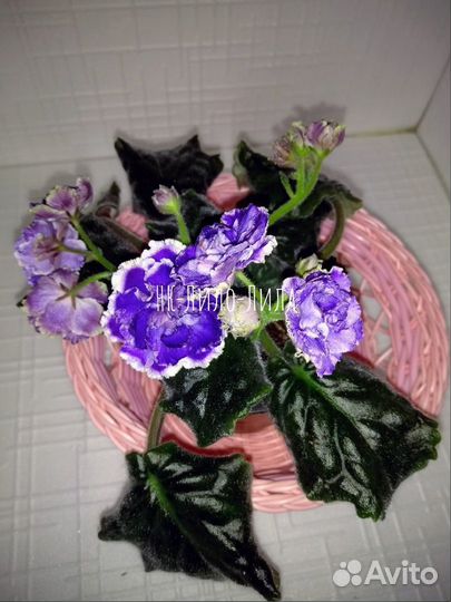 Фиалка нк-Лило-Лила