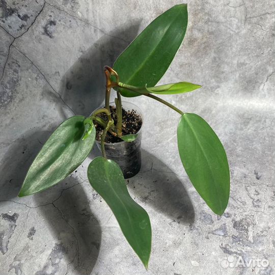 Филодендрон