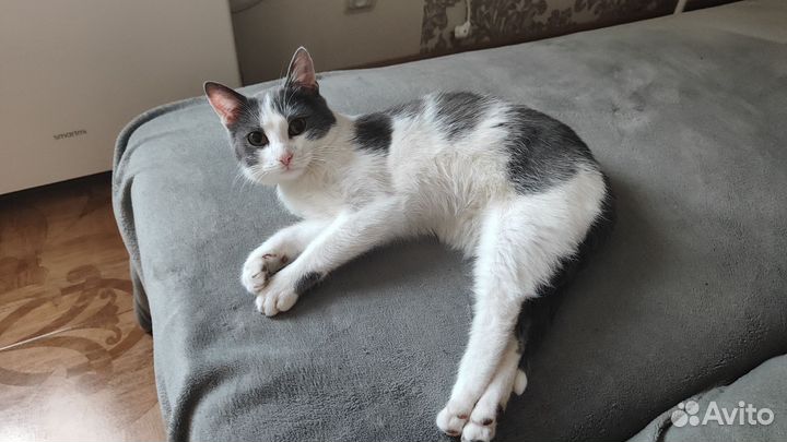 Котик в добрые руки