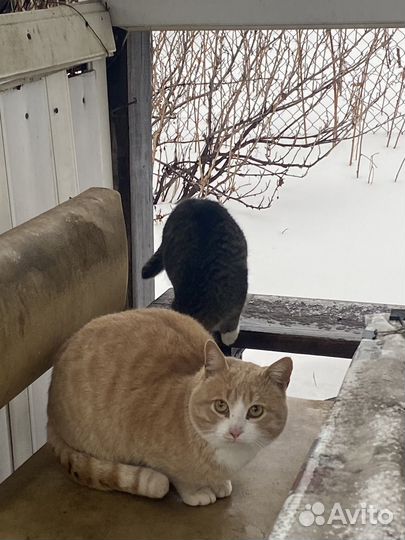 Самый лучший кот Рыжук И.его компаньон Фил