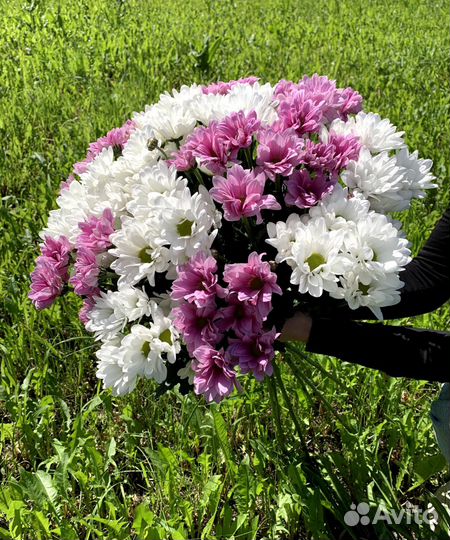 Хризантема букет с доставкой