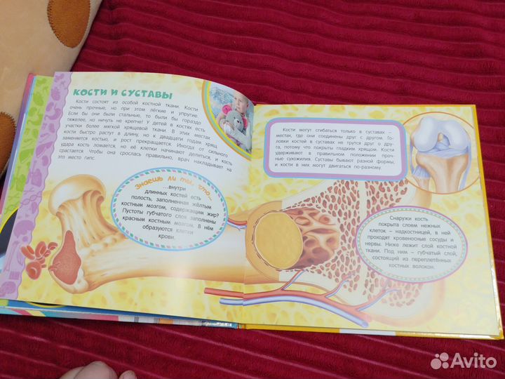 Энциклопедия. Тело человека