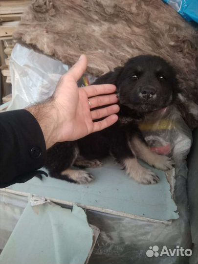 Щенок девочка в добрые руки
