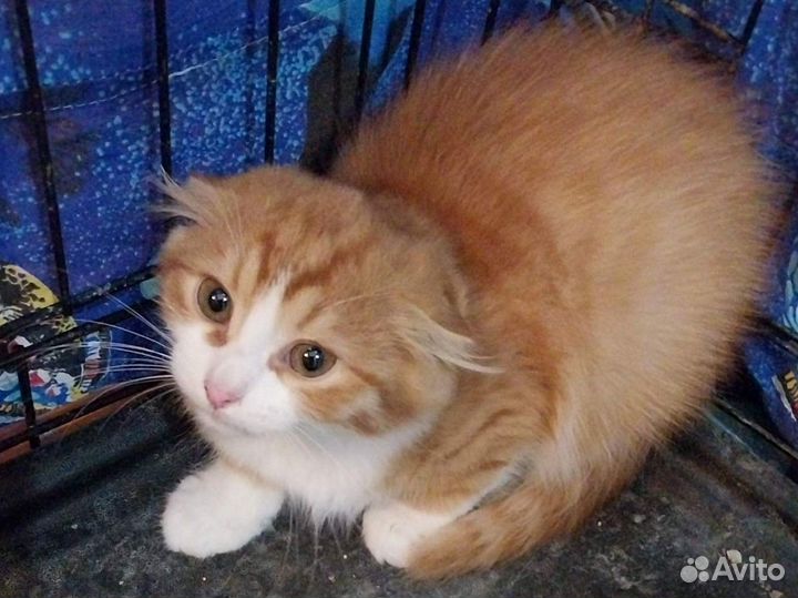 Вислоухий Рыжик (3,5 мес.) в добрые руки