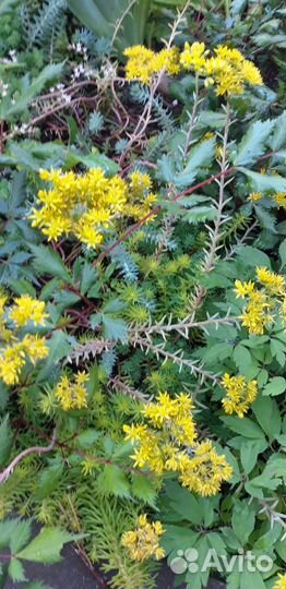 Суккуленты для сада