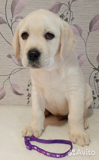Щенки лабрадора