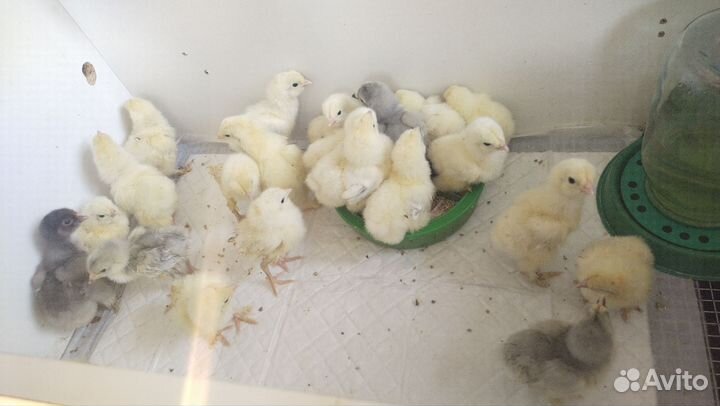 Цыплята брама колумбийская,лаванда