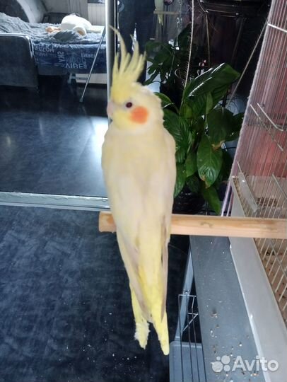 Отдам кореллу девочку в добрые руки