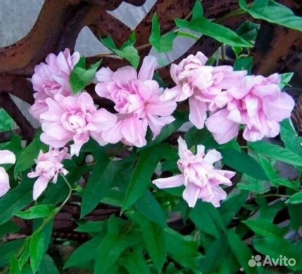 Калистегия (сибирская роза)