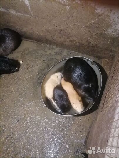 Нутрии на племя