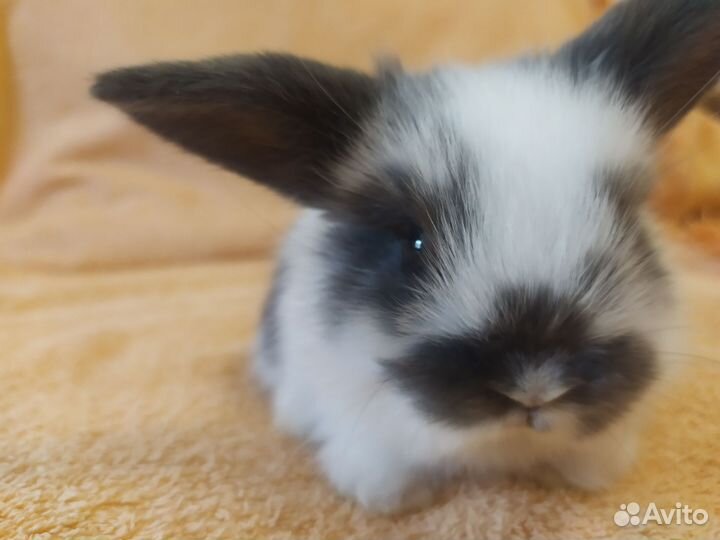 Декоративные крольчата