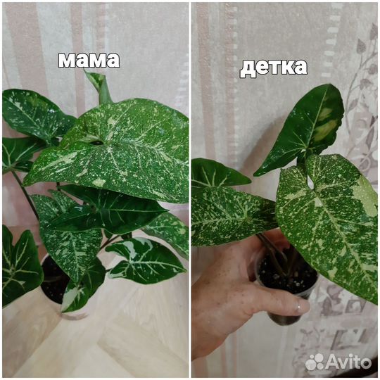 Цветы комнатные