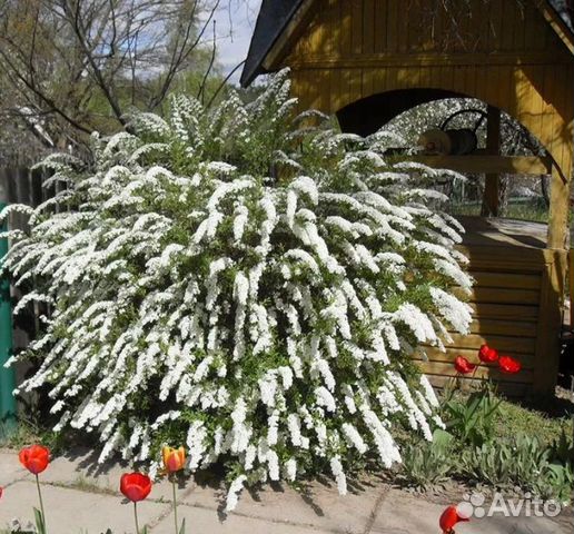 Спирея грефшейм в ландшафтном дизайне композиции с чем сочетается